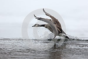 Canada Goose Splashing Down as it Lands in Winter