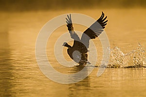 Canada goose spreading its wings before taking off