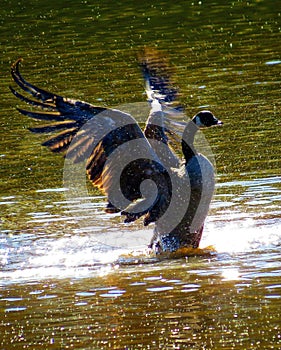 Canada Goose Spreading Wings Splashing In The Water