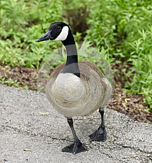 Canada Goose