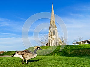 Canada goose and St Alban`s Church in Copenhagen, Denmark