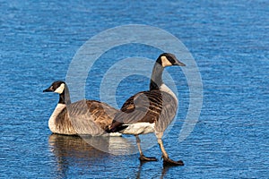 Canada goose standing on frozen lake in winter.