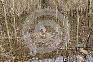 Canada goose standing on its nest in the marsh
