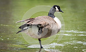 Canada Goose standing on one foot, in the Ottawa River.