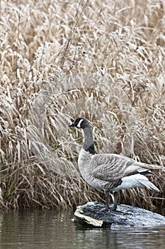 Canada Goose standing on the rock