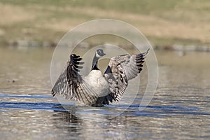 Canada Goose Stretching in a pond