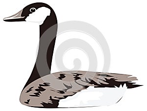 canada goose swim bird vector illustration transparent background