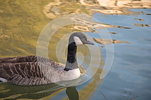 Canada Goose swimming