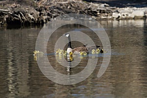 Canada Goose swimming with its newly hatched goslings