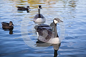 Canada Goose Swimming on Lake