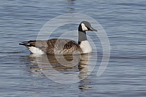 Canada Goose Swimming in Lake Huron