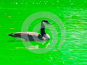 Canada Goose swimming in the pond of the Myriad Botanical Gardens during St. Patrick\'s Day