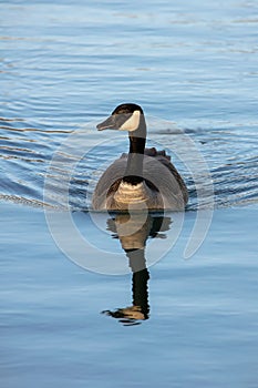 A Canada goose swimming in still water, perfect reflection and symmetrical wake.