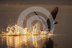 A Canada Goose takes flight with wings spread.