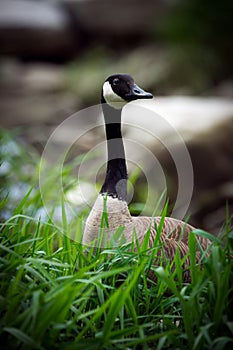 Canada Goose in Tall Grass