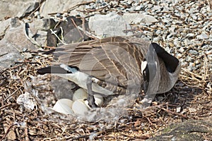 Canada Goose tending her nest