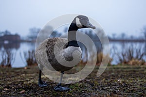 Canada goose waddles by riverside at dawn