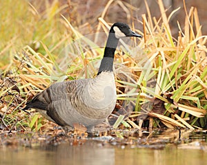 Canada Goose Wading in Shallow Water