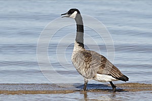 Canada Goose Wading in Shallow Water