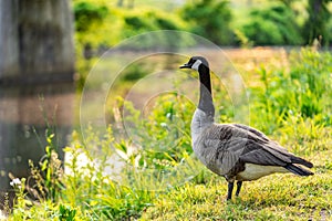 Canada Goose walking down a lush lawn with its beak open, seemingly searching for food