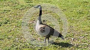 Canada Goose Walking on Grass