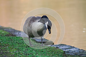 Canada Goose