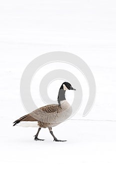 Canada Goose walking in the snow