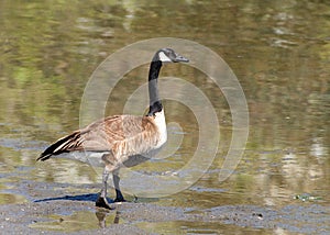 Canada goose walking into a lake