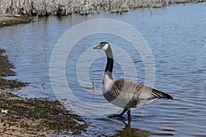 Canada Goose walking in water by shore