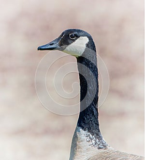 Canada Goose in Washburn Memorial Park, Marion, Massachusetts