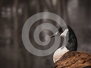 Canada Goose Water Background - Black Brown and White Feather Bird - Water Fowl