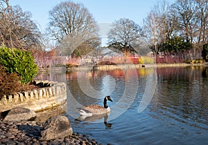 Canada goose on the water. Colourful stems of dogwood growing around the lake at the RHS Wisley garden, Surrey UK.