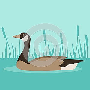 Canada Goose on water, vector illustration