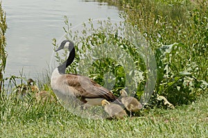 Canada Goose wih baby goslings