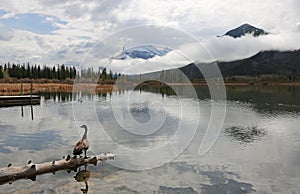 Canada goose on the wooden log