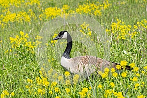 Canada Goose in Yellow Wildflower Meadow