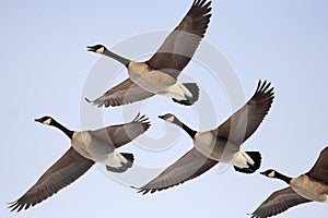 canada gooses photo