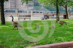 Canada gooses walking with her young hatchlings on Roosevelt Island