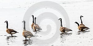 Canada gooses in the water at the beach of the riverside of the river Rhein in Cologne from the beach
