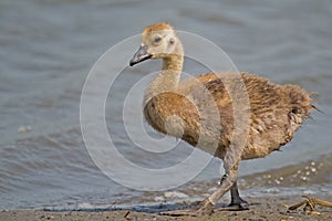 Canada Gosling