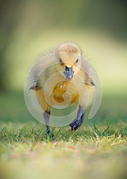 Canada Gosling Running Face On