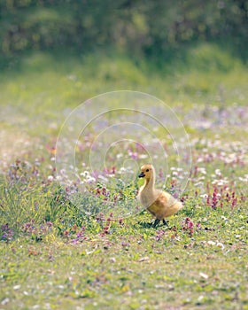 Canada Gosling Walking in Wild Flowers