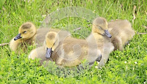 Canada Goslings