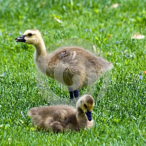 Canada Goslings photo