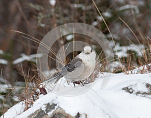 Canada Gray Jay in Algonquin Park snow