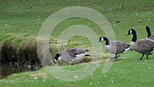 Canada and Greylag geese on a pond.