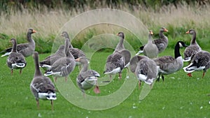 Canada and Greylag geese on a pond.