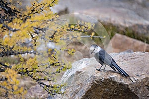 Canada jay bird by a golden larch tree in autumn, Valley of the Ten Peaks track, Banff National Park, Canadian Rockies