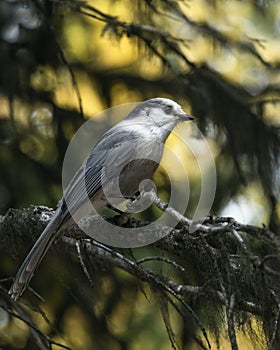 Arrendajo pájaro sentado sobre el un árbol dorado otono el valle de diez picos mirar, 