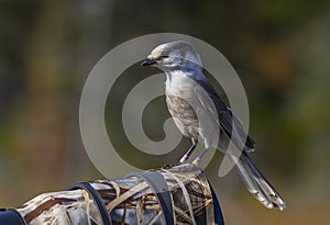 Canada Jay or Gray Jay (Perisoreus canadensis) perched on camera lens in Algonquin Provincial Park, Canada in autumn